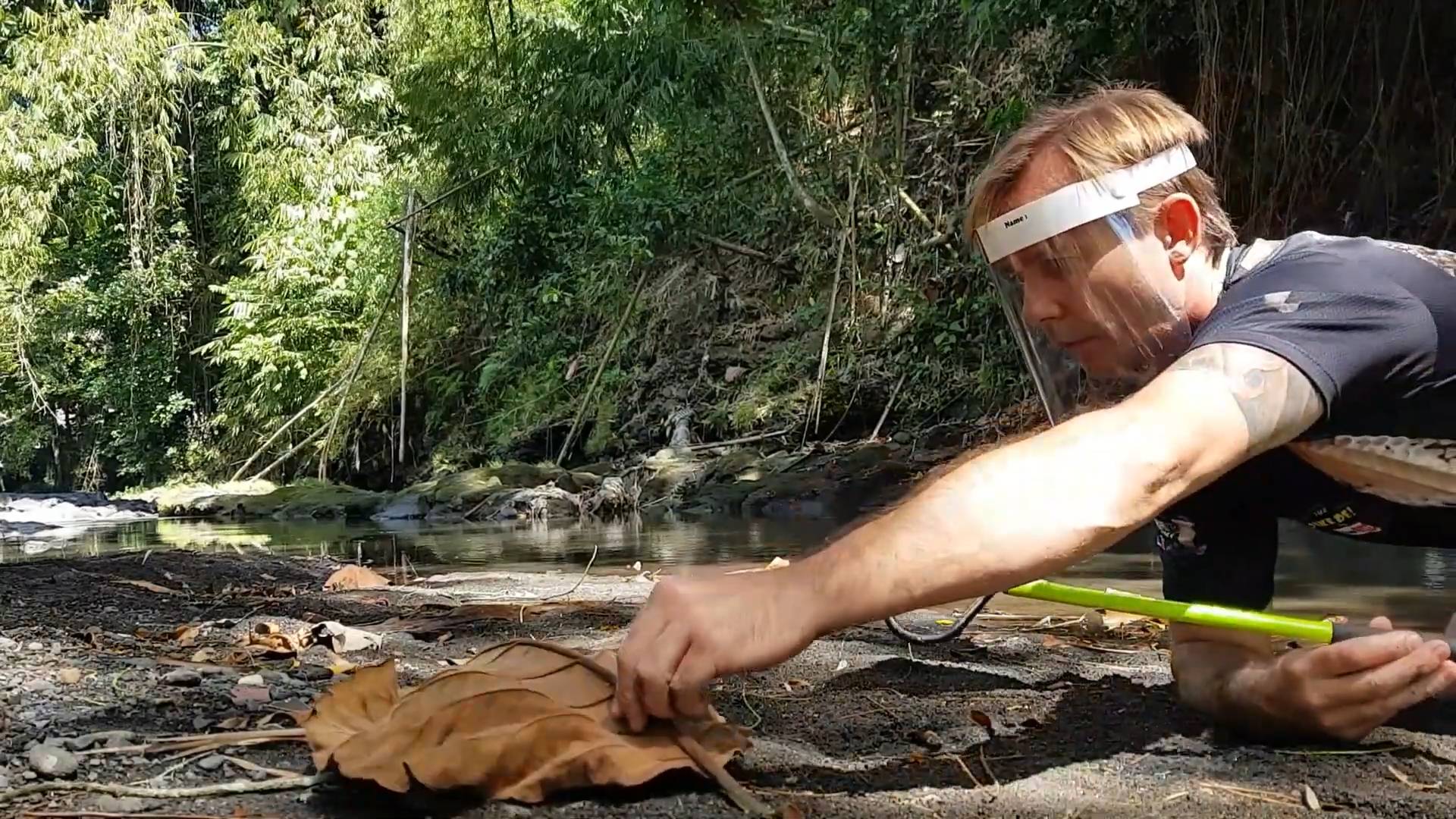 Top 10 deadly snakes