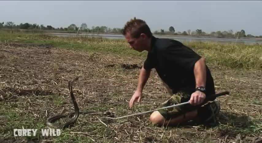 Top 10 dangerous animals in the world | Monocle cobra